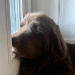 Another Newfoundland